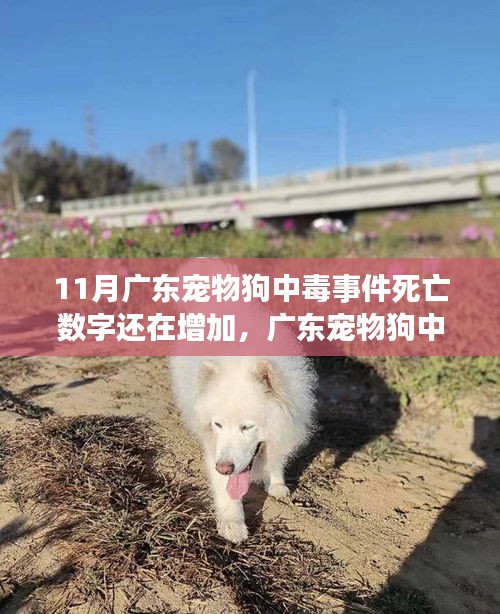 廣東寵物狗中毒事件持續(xù)發(fā)酵，死亡數(shù)字增加，深度分析與個(gè)人觀點(diǎn)觀察