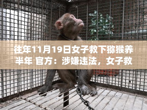女子救助獼猴半年后面臨法律困境，動物救助行為與法律邊界的探討
