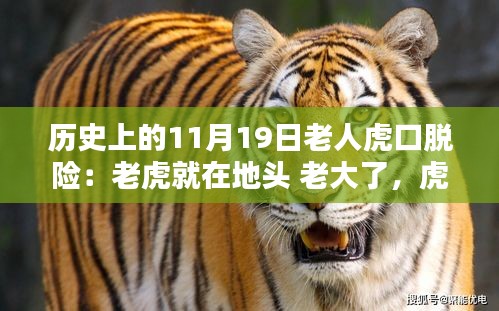 揭秘，歷史上11月19日老人虎口余生與生死對(duì)決的傳奇故事