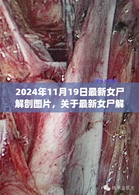 最新女尸解剖圖片探討，倫理與學術(shù)視角