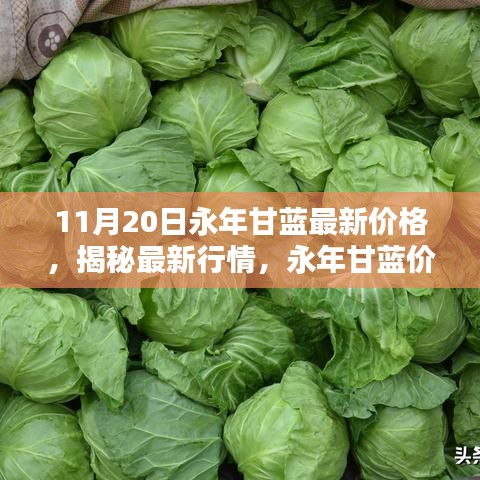 永年甘藍(lán)最新價格揭秘，行情走勢分析與趨勢預(yù)測（11月20日更新）