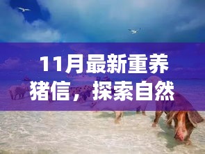 重養(yǎng)豬信，與自然美景的奇妙冒險(xiǎn)之旅
