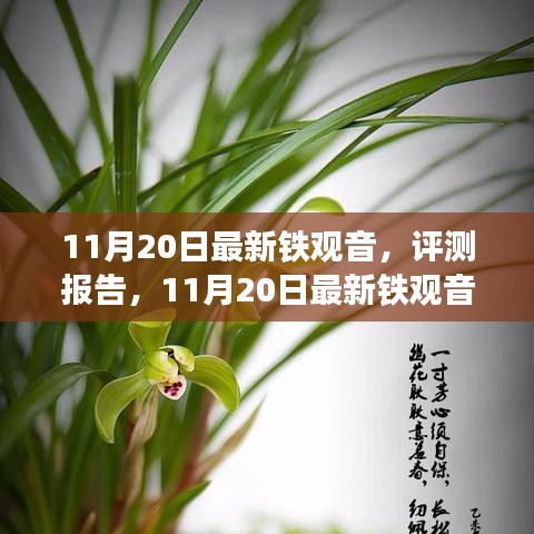 11月20日鐵觀音深度評測報告，品質、體驗與市場對比解析