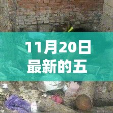揭秘五夜片的魅力與最新動態(tài)，未知領(lǐng)域的探索之旅（以11月20日更新為例）