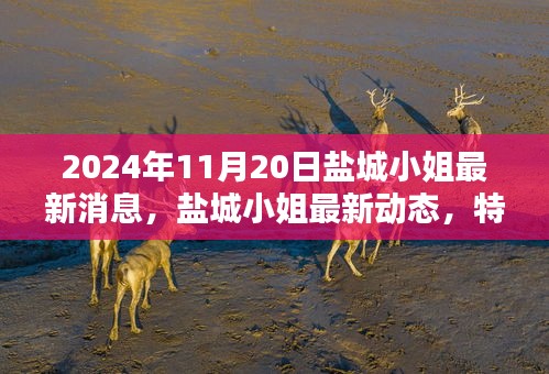 鹽城小姐最新動(dòng)態(tài)深度解析，特性、體驗(yàn)、競(jìng)品對(duì)比及目標(biāo)用戶群體分析（2024年11月版）