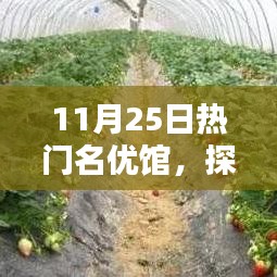 揭秘?zé)衢T名優(yōu)館的獨特魅力，探索未知領(lǐng)域的精彩之旅（11月25日）