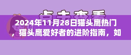 貓頭鷹熱門趨勢揭秘，進階指南與捕捉貓頭鷹愛好者趨勢（初學(xué)者版，以2024年11月28日為例）