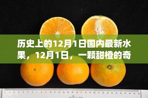 暖心故事，甜橙奇遇記——紀(jì)念歷史上的12月1日國內(nèi)最新水果