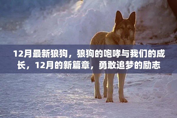 12月狼狗咆哮，勵(lì)志成長(zhǎng)之旅，勇敢追夢(mèng)的新篇章