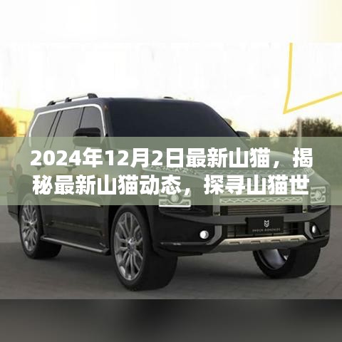 揭秘山貓新動(dòng)態(tài)，探尋山貓世界在年末的神秘面紗（2024年12月）