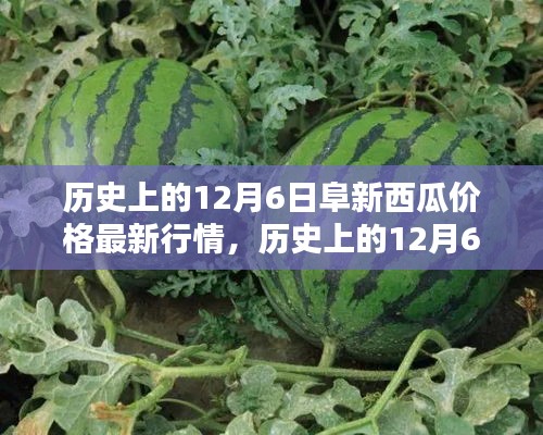歷史上的阜新西瓜價格深度解析，最新行情回顧與深度解析（12月6日）
