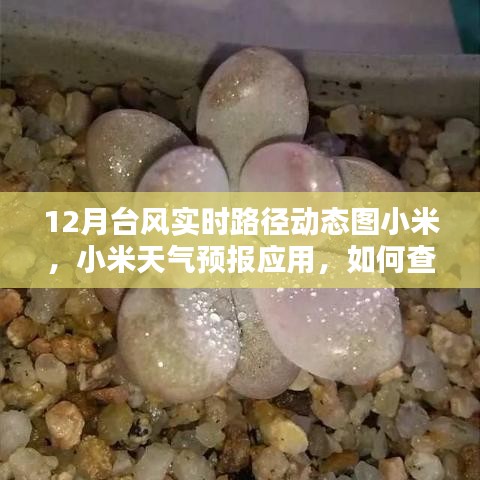 小米天氣預(yù)報(bào)應(yīng)用，如何查看十二月臺(tái)風(fēng)實(shí)時(shí)路徑動(dòng)態(tài)圖