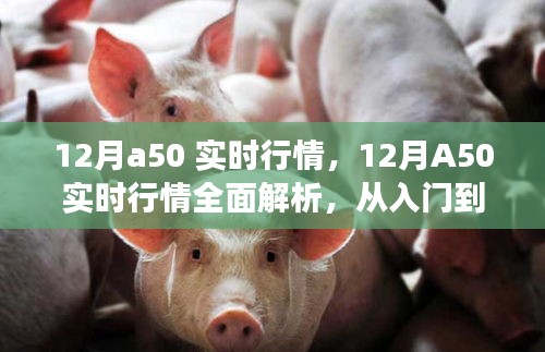12月A50實(shí)時(shí)行情解析與交易指南，入門(mén)到進(jìn)階的全面指導(dǎo)