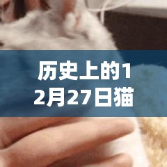 貓咪名字史上的熱門時(shí)刻，探尋貓咪名字變遷的歷程