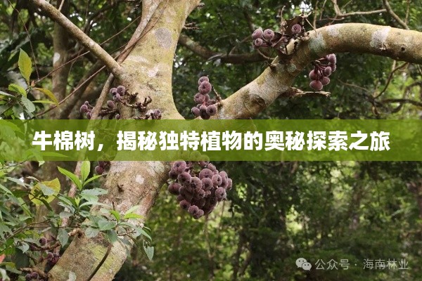 牛棉樹，揭秘獨特植物的奧秘探索之旅