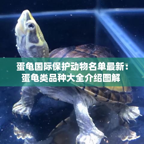蛋龜國(guó)際保護(hù)動(dòng)物名單最新：蛋龜類品種大全介紹圖解 