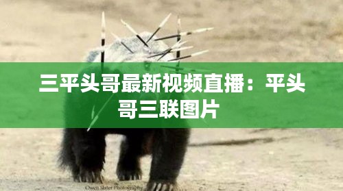 三平頭哥最新視頻直播：平頭哥三聯圖片 