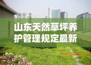山東天然草坪養(yǎng)護管理規(guī)定最新：山東草坪哪里有草坪 