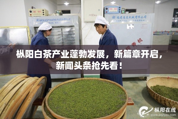 樅陽白茶產(chǎn)業(yè)蓬勃發(fā)展，新篇章開啟，新聞頭條搶先看！