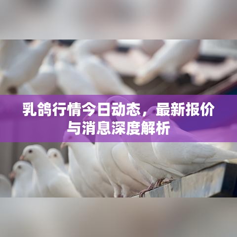 乳鴿行情今日動(dòng)態(tài)，最新報(bào)價(jià)與消息深度解析