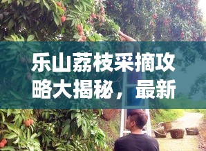 樂山荔枝采摘攻略大揭秘，最新指南助你暢游荔枝園