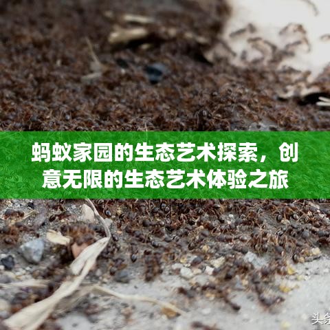 螞蟻家園的生態(tài)藝術(shù)探索，創(chuàng)意無(wú)限的生態(tài)藝術(shù)體驗(yàn)之旅