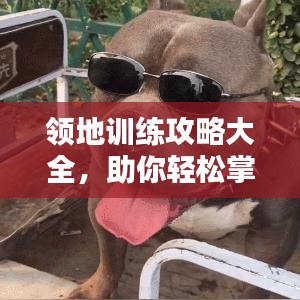 領(lǐng)地訓(xùn)練攻略大全，助你輕松掌握最新訓(xùn)練技巧！
