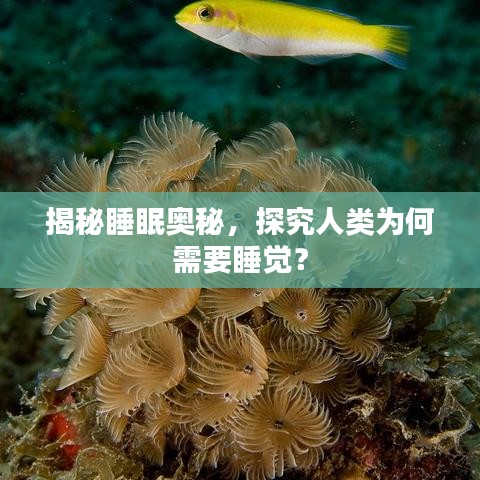 揭秘睡眠奧秘，探究人類為何需要睡覺？
