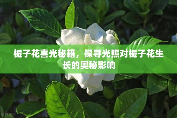 梔子花喜光秘籍，探尋光照對梔子花生長的奧秘影響