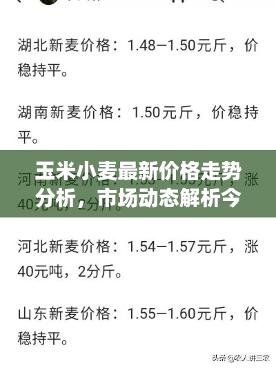 玉米小麥最新價(jià)格走勢(shì)分析，市場(chǎng)動(dòng)態(tài)解析今日行情