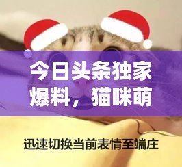 今日頭條獨家爆料，貓咪萌態(tài)視頻走紅，全網(wǎng)矚目引發(fā)關(guān)注熱潮