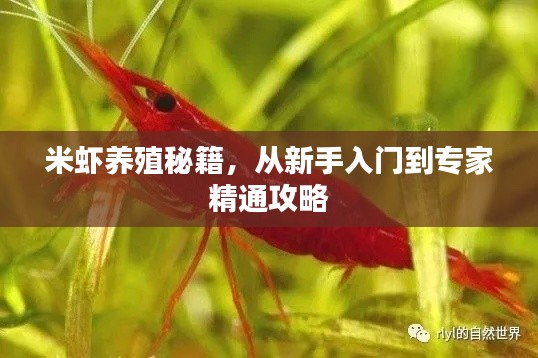 米蝦養(yǎng)殖秘籍，從新手入門(mén)到專家精通攻略