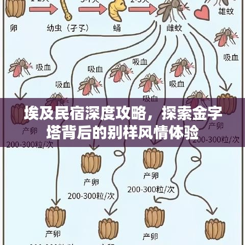 埃及民宿深度攻略，探索金字塔背后的別樣風情體驗