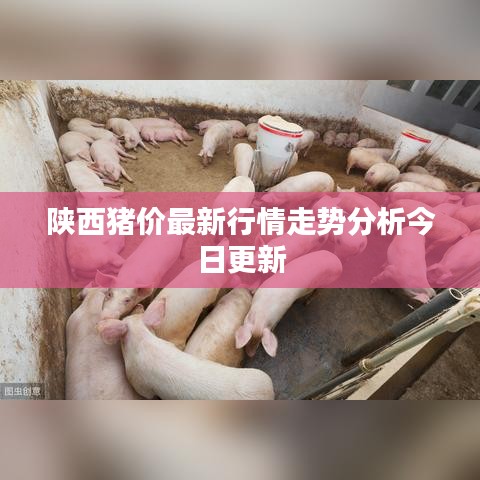 陜西豬價(jià)最新行情走勢分析今日更新