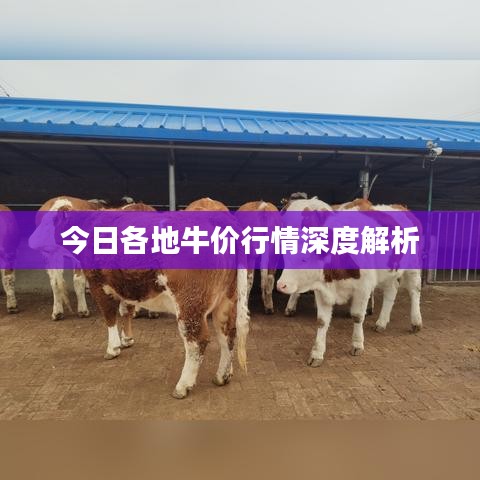 今日各地牛價行情深度解析